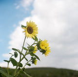 Grateful Garden Lemon Queen Sunflower Seeds