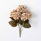 Hydrangea Bush