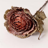 Autumnal Nutmeg Cabbage Stem