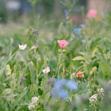 Grateful Garden Pollinator Wildflower Seed Blend