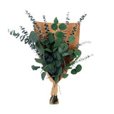 Silver Dollar & Baby Eucalyptus Preserved Bundle