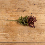 New England Boxwood and Berry Bush Stem