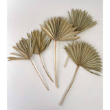 Dried Sun Palms