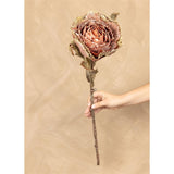 Autumnal Nutmeg Cabbage Stem