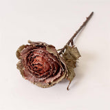 Autumnal Nutmeg Cabbage Stem