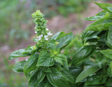 Grateful Garden Large Leaf Basil Seeds