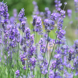 Grateful Garden Vera Lavender Seeds