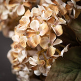 Hydrangea Bush