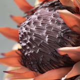 Warm Plum Faux Dried Protea