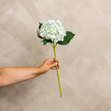 Light Blue Hydrangea Stem