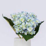 Light Blue Hydrangea Stem