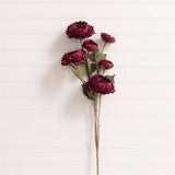 Burgundy Ranunculus Pick